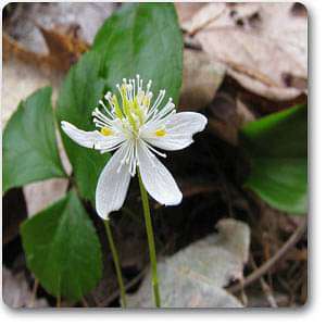 coptis trifolia - plant