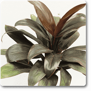 cordyline - plant