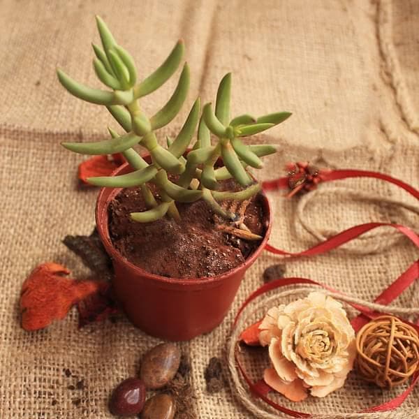 crassula tetragona - plant