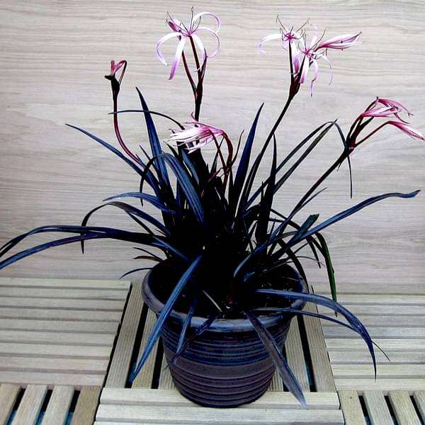 crinum lily - plant