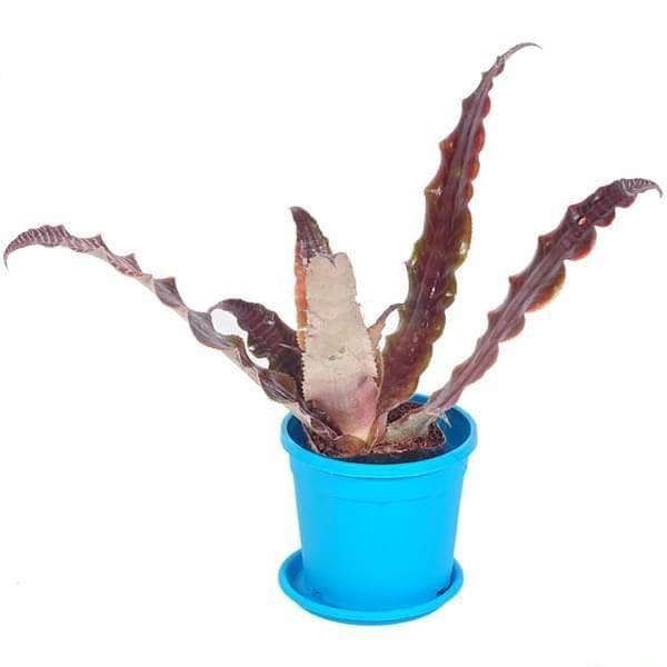 cryptanthus tiger - plant