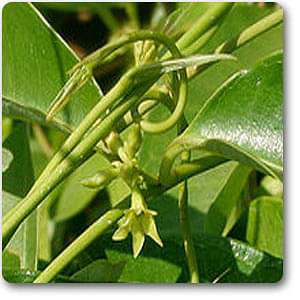 cryptolepis sanguinolenta - plant