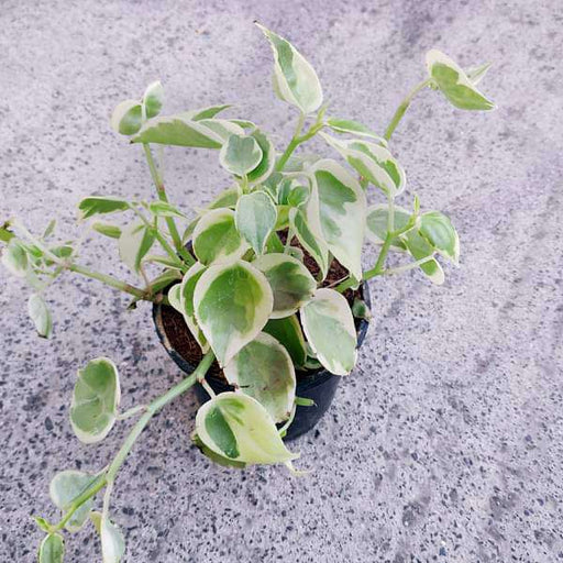 cupid peperomia - plant