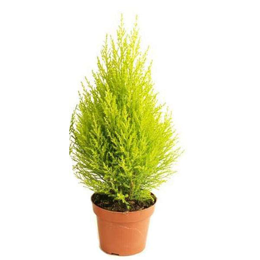 cupressus golden - plant