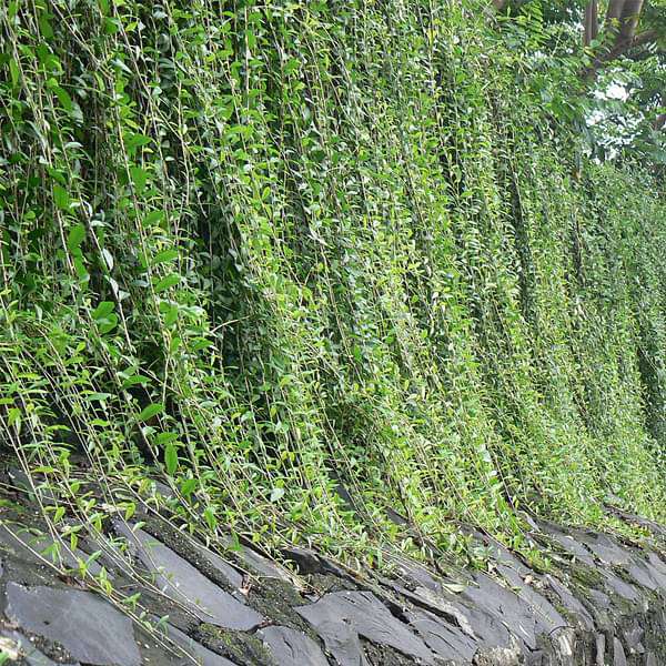 curtain creeper - plant