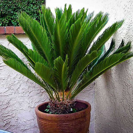 cycas plant - plant