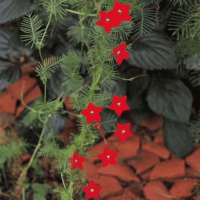 cypress vine - plant