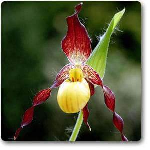 cypripedium parviflorum - plant