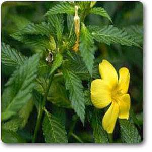 damiana - plant