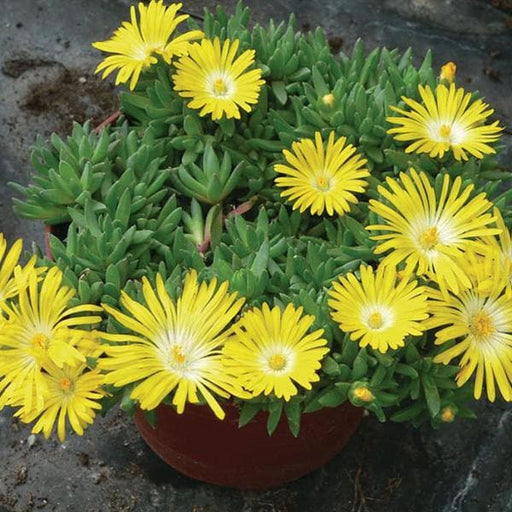 delosperma congestum - plant