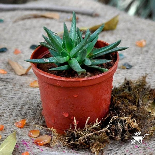 delosperma congestum - plant