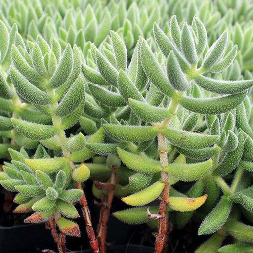 delosperma pruinosum - plant