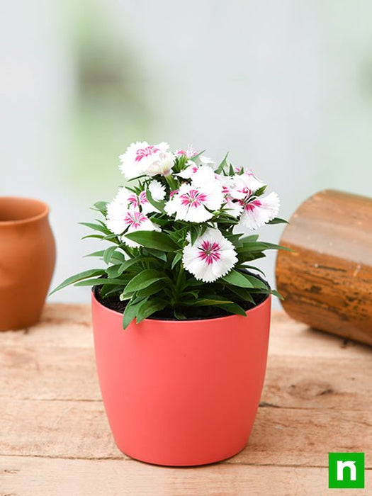 dianthus (white pink) - plant