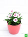 dianthus (white pink) - plant