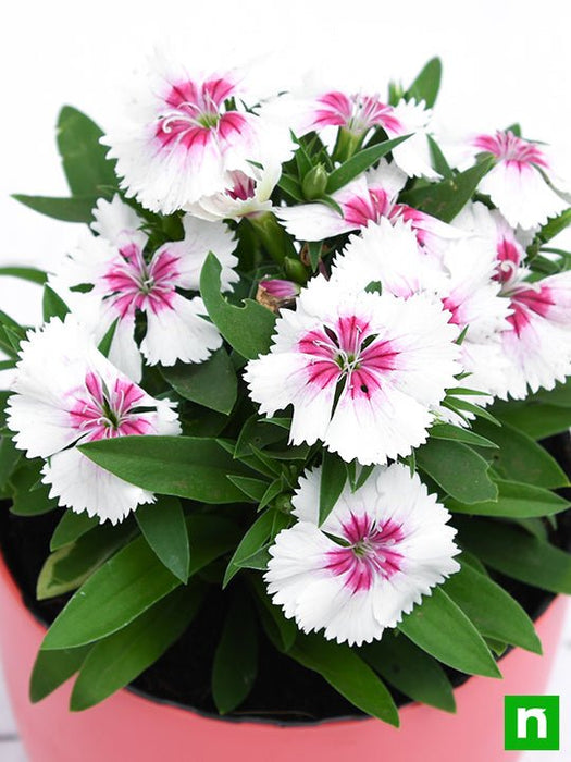 dianthus (white pink) - plant