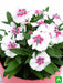 dianthus (white pink) - plant