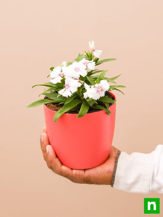 dianthus (white pink) - plant