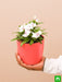 dianthus (white pink) - plant