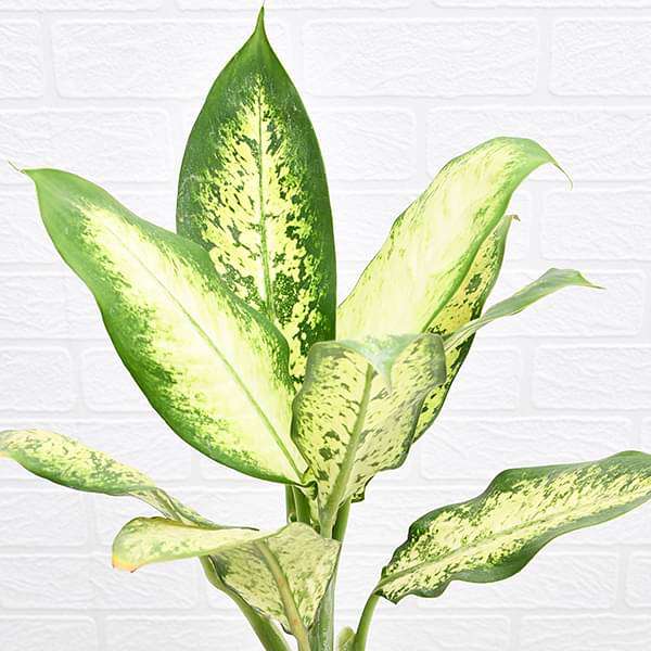 dieffenbachia camilla - plant