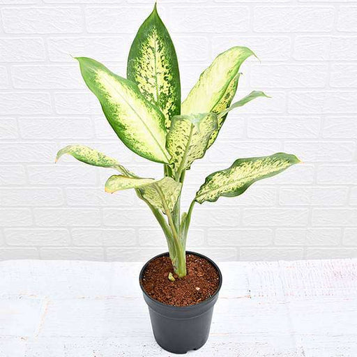 dieffenbachia camilla - plant