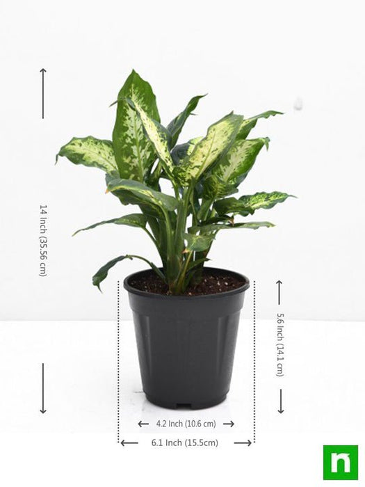 dieffenbachia sparkles - plant