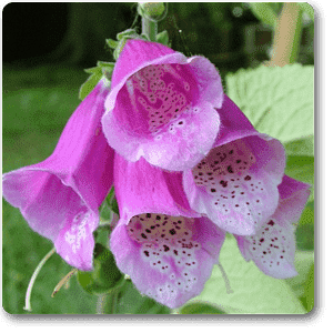 digitalis spp. - plant