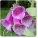 digitalis spp. - plant