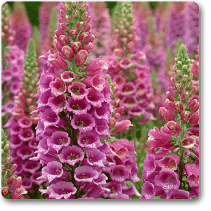 digitalis spp. - plant