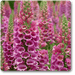 digitalis spp. - plant