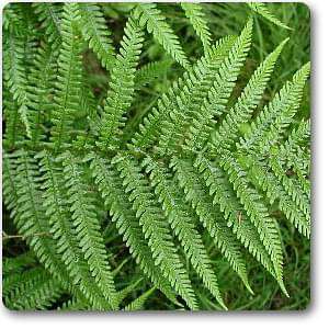 dryopteris filixmas - plant