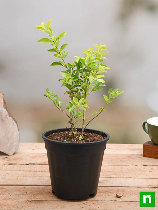 duranta golden - plant