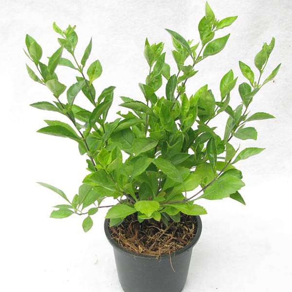 duranta green - plant