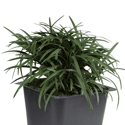 dwarf monkey grass - plant