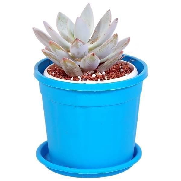 echeveria blue - plant