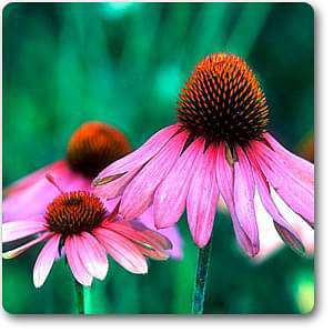 echinacea angustifolia - plant