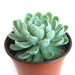 echeveria daldia - plant