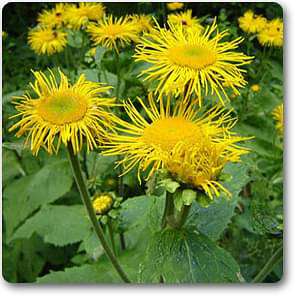 elecampane - plant