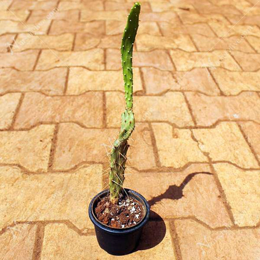 elongated opuntia - plant