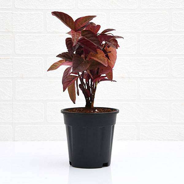 eranthemum red - plant