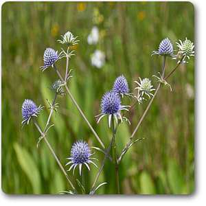 eryngium aquaticum - plant