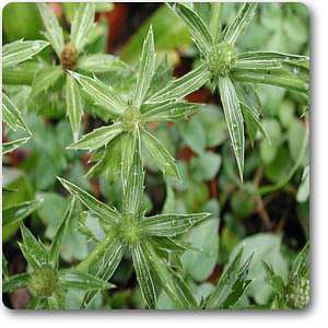 eryngium foetidum - plant