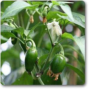 ethiopian pepper - plant