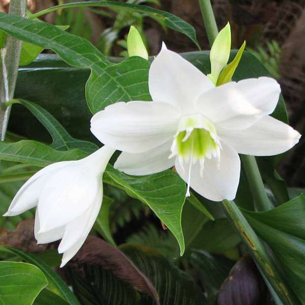 eucharis - plant