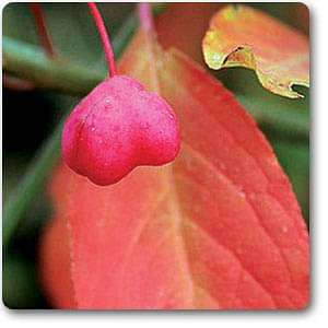 euonymus atropurpureus - plant