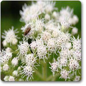 eupatorium perfoliatum - plant