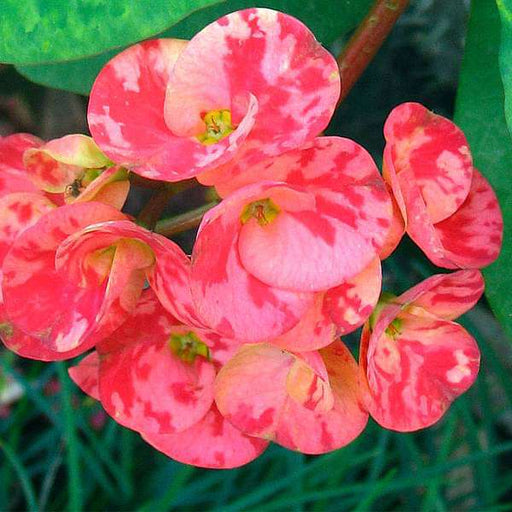 euphorbia (any color) - plant