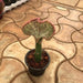 euphorbia crested - plant