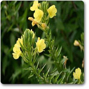 evening primrose - plant