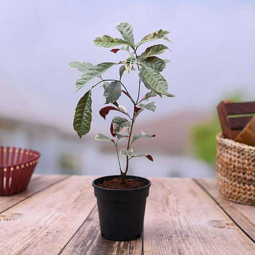 excoecaria bicolor variegated - plant