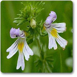 eyebright - plant